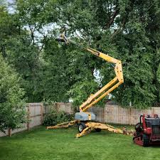 Reliable Frederick, OK Tree Services Solutions