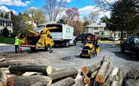 Best Tree Removal  in Frederick, OK