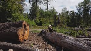Best Commercial Tree Services  in Frederick, OK