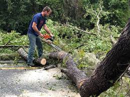How Our Tree Care Process Works  in  Frederick, OK