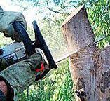 Best Tree Preservation Services  in Frederick, OK