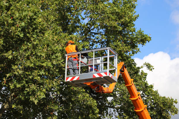 Best Fruit Tree Pruning  in Frederick, OK