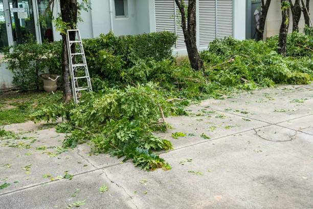 Best Pest Control for Lawns  in Frederick, OK