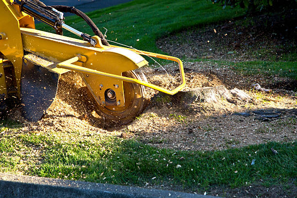 Seasonal Cleanup (Spring/Fall) in Frederick, OK