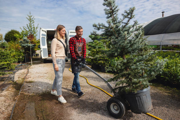 Best Tree Removal  in Frederick, OK