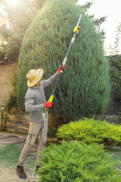 Best Tree Cabling and Bracing  in Frederick, OK