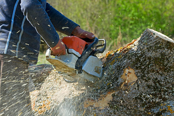 Best Lot and Land Clearing  in Frederick, OK