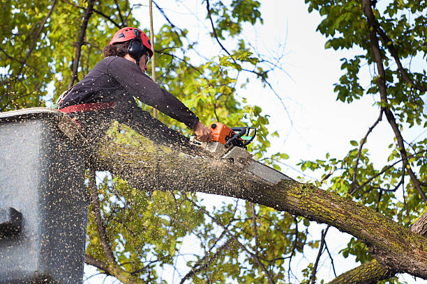 Best Firewood Processing and Delivery  in Frederick, OK